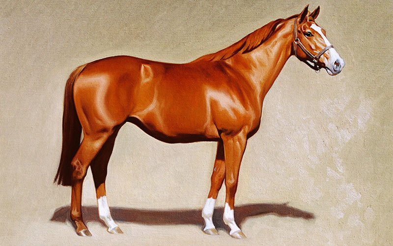 Equine Artist